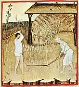 Campesinos separando el grano de la paja con trillos manuales. Ilustración del siglo XIV (Tacuinum sanitatis).