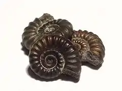 Tres pequeños fósiles de amonites, cada uno de aproximadamente 1,5&nbsp;cm de diámetro