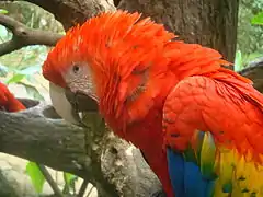 Lapa Roja