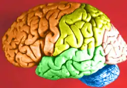Lóbulos cerebrales