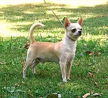 Perro chihuahueño