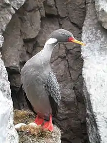 (Aves nadadoras)
