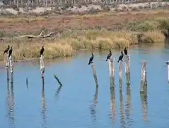 Cormoranes del bajo Guadalquivir (Doñana).