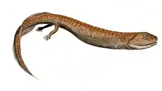 Crassigyrinus (Tetrápodo)