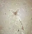 Fósil de una flor del Eoceno, Florissant, Colorado, Estados Unidos