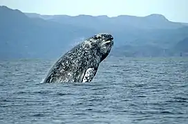 Ballena gris
