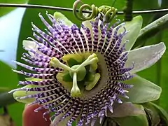 Granadilla