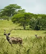 La ñala de montaña en el Parque nacional de Nechisar.