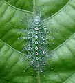 Tanaecia lepidea en Careya arborea