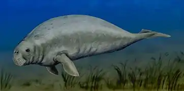 Halitherium (dugóngido del Oligoceno)