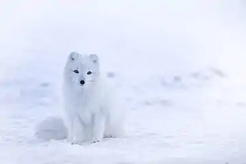 Zorro árticoVulpes lagopus