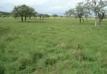 Pastizales naturales en la región del Chaco Argentino