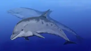 Kentriodon (Delfín del Mioceno)