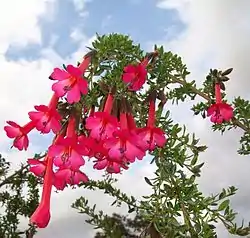 Cantuta (Cantua buxifolia)