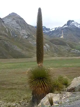 Puya de Raimondi (Puya raimondii)