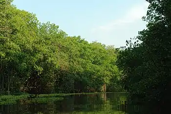 Manglares de  Guajira, Venezuela.