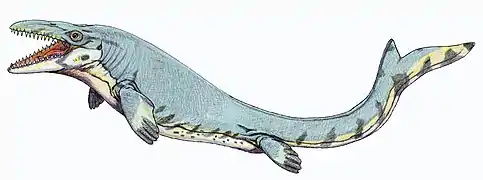 Mosasaurus (Squamata)