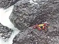 Grapsus grapsus, en la Bahía Tortuga,rocas volcánicas, Santa Cruz, Galápagos