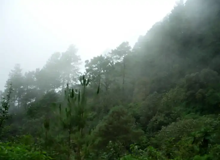 Bosque sub-tropical,Miahuatlán, Oaxaca