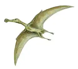Ornithocheirus (Pterosauria)