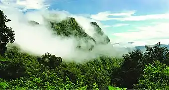 Yunga con baritú o neblina montana en el sudeste de la provincia de Jujuy.