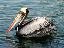 Pelícano peruano (Pelecanus thagus)