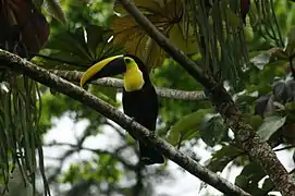 Tucán