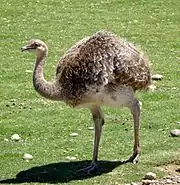 Suri (Rhea pennata)