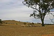 Ovejas en un prado afectado por la sequía en Uranquinty, Nueva Gales del Sur, Australia.