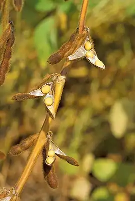 Soya: 185 ton