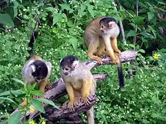 Saimiri boliviensisMono ardilla