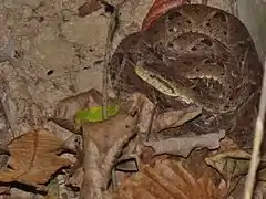 Mapanare