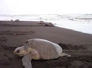 Refugio de vida silvestre OstionalUbicado en Santa Cruz, con 320 ha terrestres y 3000 ha marítimas. Incluye la franja costera, desde Punta Guiones hasta Punta India (16 km). Protege los principales sitios de anidación del mundo de la tortuga lora (en la foto), que se concentran en números de hasta 200 000 individuos en época de desove.