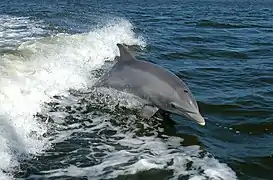 Tursiops