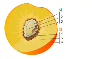 Partes del <a href='/wiki/Fruto' title='Fruto'>fruto</a> en una drupa como el melocotón. Pincha en los nombres para navegar.